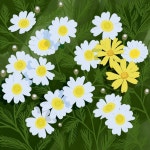 Explore 1,784+ Free Daisies Illustrations: Download Now - Pixabay