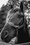 Horse Equine Equestrian - Free photo on Pixabay Free Image on Pixabay - Horse, Equine, Equestrian, Animal