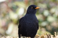 Bird Common Blackbird Ornithology - Free photo on Pixabay