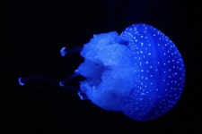 Jellyfish Underwater Aquarium - Free photo on Pixabay