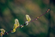 Silky Willow Catkins Branch - Free photo on Pixabay