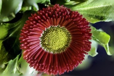 Flower Daisy Bloom - Free photo on Pixabay Free Image on Pixabay - Flower, Daisy, Bloom, Blossom