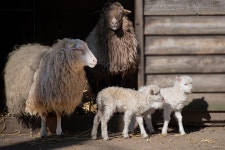 The Sheep Court Cattle - Free photo on Pixabay