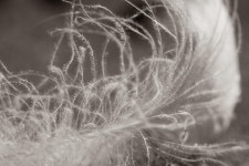 White Background Feather Down - Free photo on Pixabay