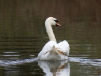 Bird Swan Ornithology - Free photo on Pixabay - Pixabay Bird Swan Ornithology - Free photo on Pixabay