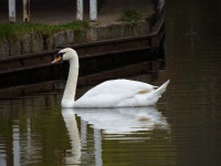 Swan Bird Ornithology - Free photo on Pixabay