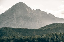 Tree Forest Mountains - Free photo on Pixabay