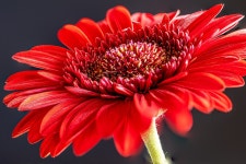 Gerbera Flower Blossom - Free photo on Pixabay - Pixabay Gerbera Flower Blossom - Free photo on Pixabay