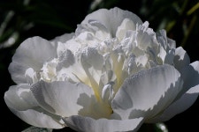 30,000+ Free White Peony & Peony Photos - Pixabay