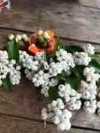 50+ Free Snowberry & Nature Photos - Pixabay