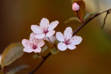 40,000개 이상 무료 매 화 꽃 및 자연 사진 - Pixabay