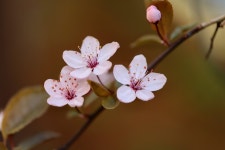 Zierpflaume Plum Blossom Petals - Free photo on Pixabay Free Image on Pixabay - Zierpflaume, Plum Blossom, Petals