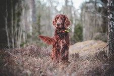 20,000+ Free Dog Training & Pet Photos - Pixabay