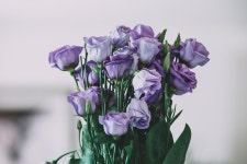 400,000+ Free Bunch Of Flowers & Nature Images - Pixabay
