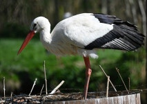 Stork Bird Avian - Free photo on Pixabay Free Image on Pixabay - Stork, Bird, Avian, Birdwatching