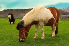 Horses Animals Paddock - Free photo on Pixabay