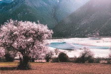 10+ Free Zhi & Tibet Photos - Pixabay