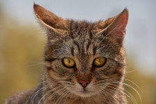 Cat Pet Animal - Free photo on Pixabay