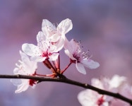 Cherry Blossom Flowers Spring Pink - Free photo on Pixabay