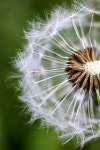 Dry Flower Plant Blossom - Free photo on Pixabay - Pixabay Dry Flower Plant Blossom - Free photo on Pixabay