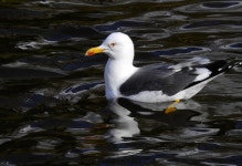 Seagull Bird Water - Free photo on Pixabay Free Image on Pixabay - Seagull, Bird, Water, Gull