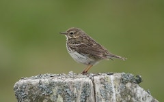 60,000+ Free Meadow Pipit & Meadow Photos - Pixabay