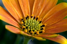 Daisy Flower Leaves - Free photo on Pixabay - Pixabay Daisy Flower Leaves - Free photo on Pixabay