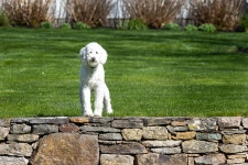Animal Standard Poodle Dog - Free photo on Pixabay
