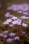 꽃들 자연 숲 - Pixabay의 무료 사진 - Pixabay 꽃들 자연 숲 - Pixabay의 무료 사진