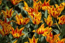 Tulips Flower Spring Yellow Red - Free photo on Pixabay