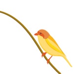 Download Bird, Yellow Bird, Bird On A Branch. Royalty-Free Stock Illustration Image - Pixabay Download Bird, Yellow Bird, Bird On... 
