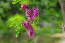 Acacia Flowers Pink - Free photo on Pixabay