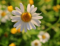 Daisy Flower Plant - Free photo on Pixabay