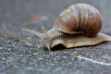 Snail Mollusk Animal - Free photo on Pixabay