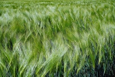 Cornfield Field Grain - Free photo on Pixabay Free Image on Pixabay - Cornfield, Field, Grain Field