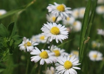 Daisy Bellis Perennis Flowers - Free photo on Pixabay