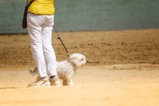 200,000+ Free Sea Dog & Dog Images - Pixabay