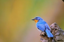 100,000+ Free Dead Bird & Bird Photos - Pixabay