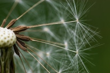 Dandelion Seed Closeup - Free photo on Pixabay
