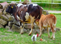 Page 14 - 2,000+ Free Vitello & Calves Images - Pixabay