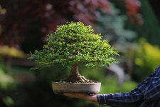Bonsai Winged Spindle - Free photo on Pixabay