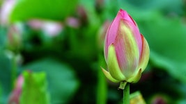 Gwangokji Pond Lotus Flower Bud - Free photo on Pixabay
