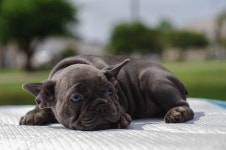 40,000+ Free Dog Tired & Dog Photos - Pixabay