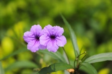 4+ Free Minnieroot & Plant Images - Pixabay