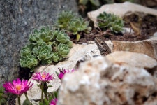 50,000+ Free Rock Flower & Nature Images - Pixabay
