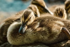 Ducklings Ducks Water Birds - Free photo on Pixabay Free Image on Pixabay - Ducklings, Ducks, Water Birds