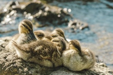 Animal River Water - Free photo on Pixabay