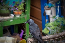 Bird Jackdaw Black Crow - Free photo on Pixabay Free Image on Pixabay - Bird, Jackdaw, Black Bird
