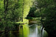 River Trees Forest Goes - Free photo on Pixabay