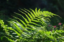 Fern Plant Forest - Free photo on Pixabay - Pixabay Fern Plant Forest - Free photo on Pixabay